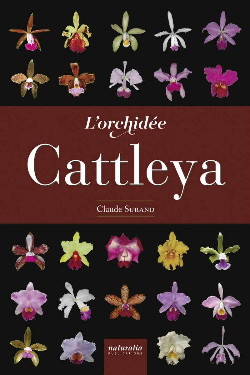 L'orchidée Cattleya